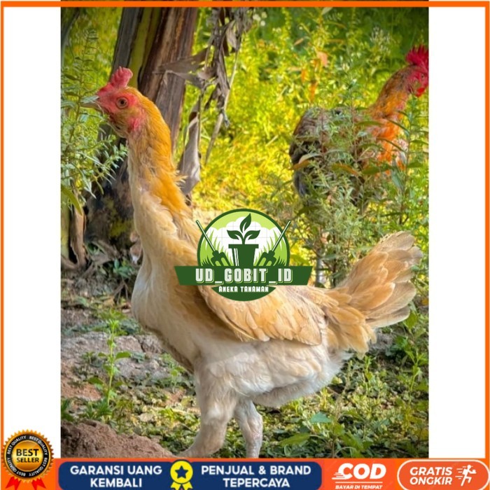 ayam Plucker/Plakerr mewah(telur fertill) original berkualitas UD_GOBIT_ID
