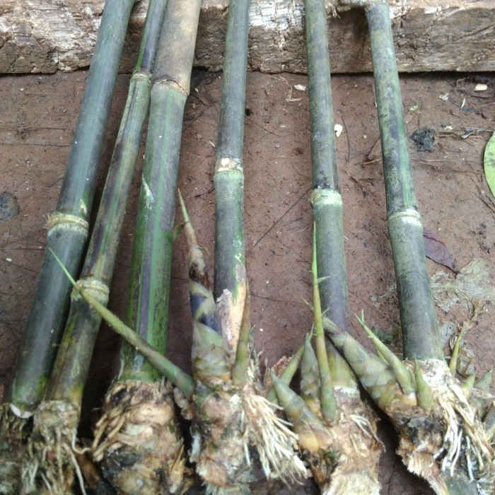 Bibit Bonggol Bambu Hitam Bambu Hias