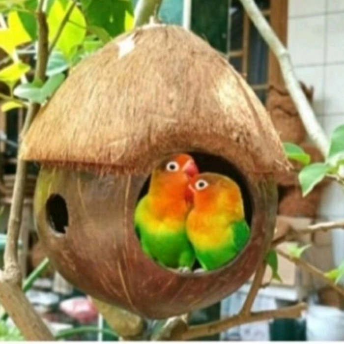 Glodok tempurung batok kelapa burung lovebird (Mahkota sabut kelapa)#*