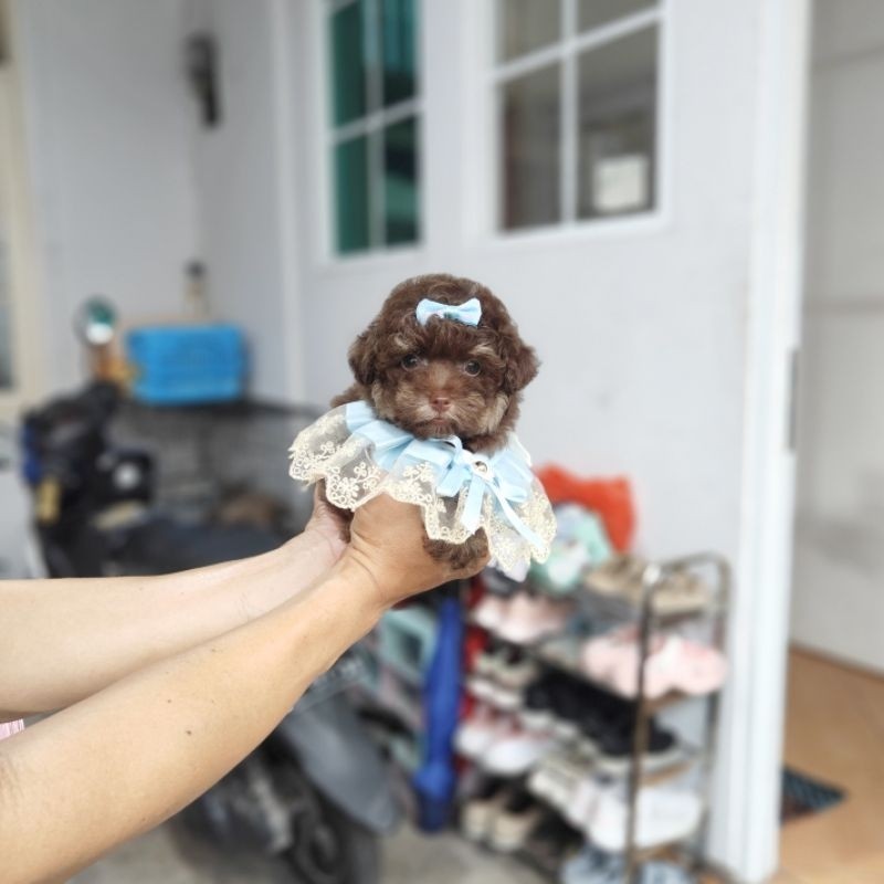 Tiny choco phantom poodle warna rare colour super cute face best quality podle pudle pudel podel