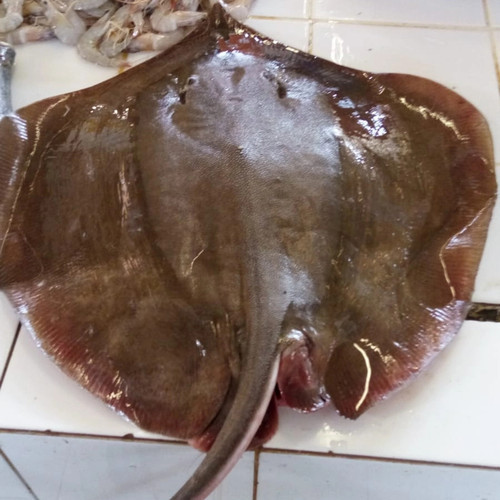 

Ikan Pari Hidup Segar 500gr