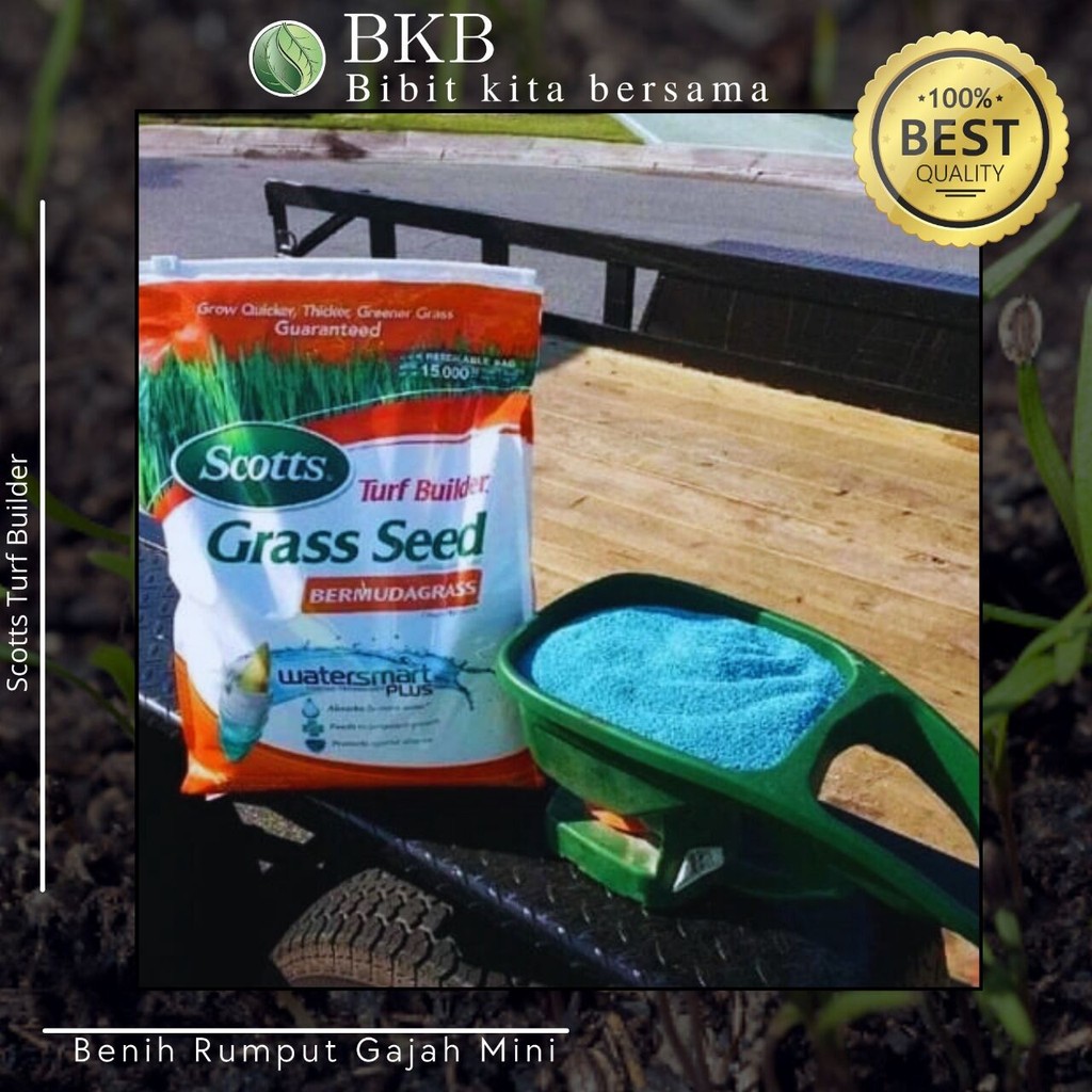 Benih rumput gajah mini 100gram - Jual benih rumput gajah mini - Rumput Gajah mini