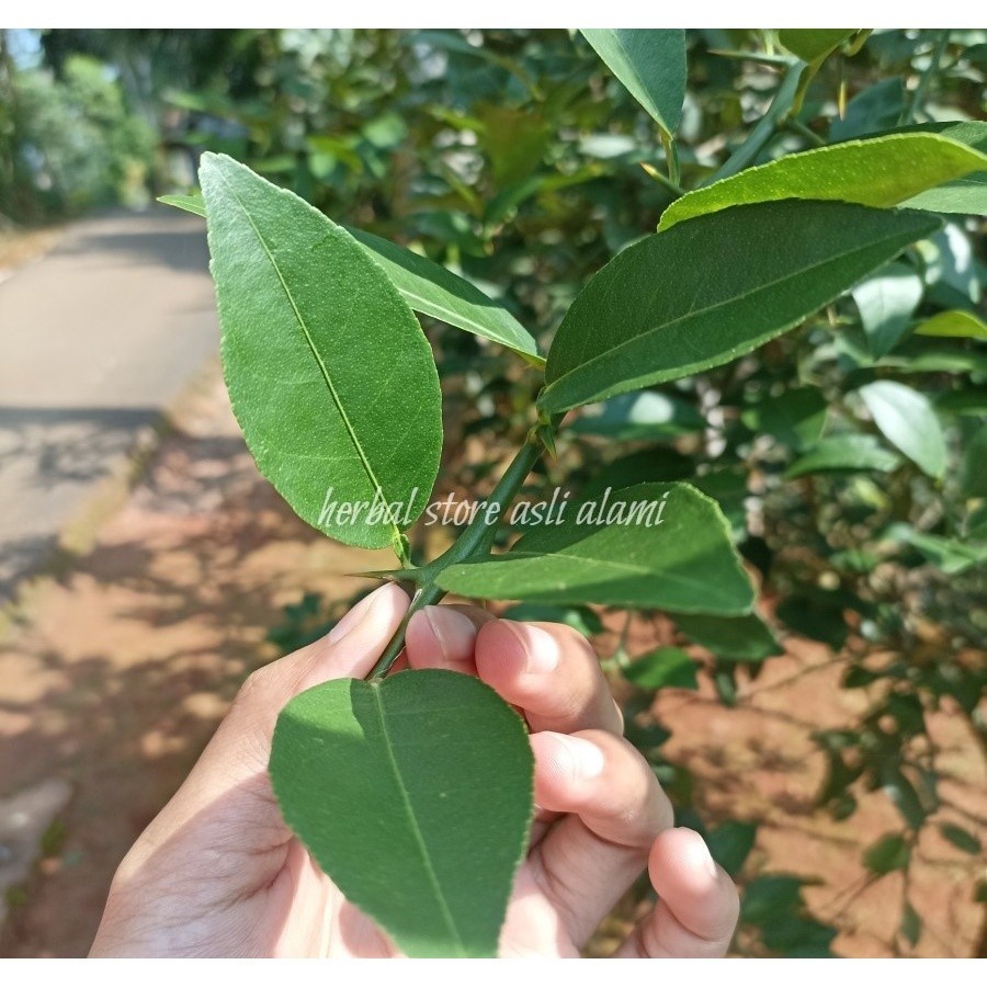 

Daun jeruk nipis segar/fresh langsung petik 100 gram