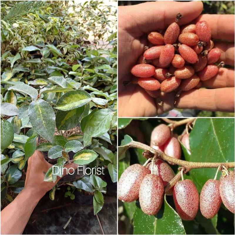 Tanaman BUAH SILVER BERRY - Bibit Tanaman Buah Silverberry Cangkok