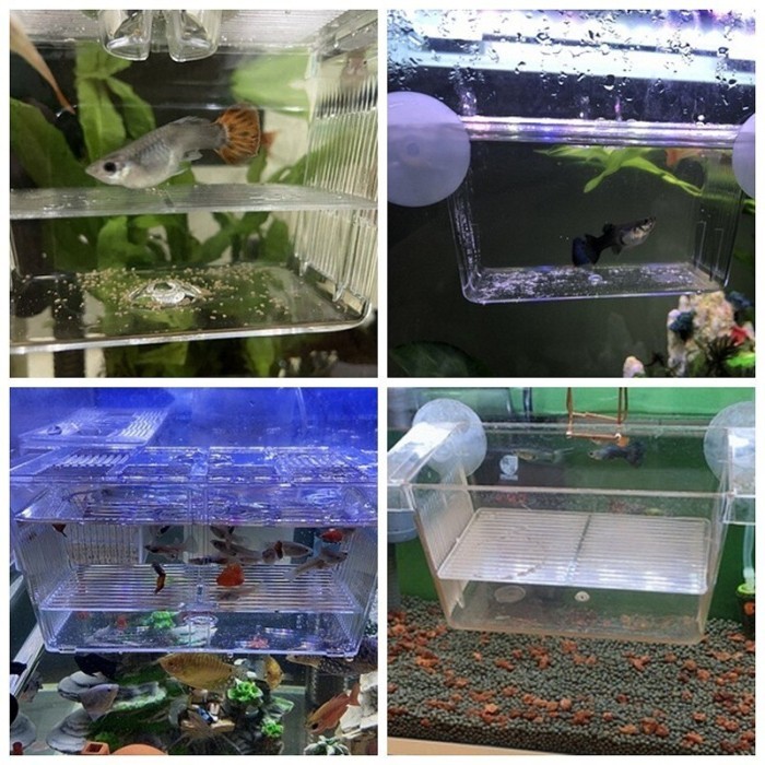 Kotak Inkubasi Akrilik Ikan Hias Air Tawar Cupang Guppy Molly - Kotak Kecil