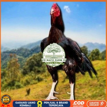 

telur ayam cos shamo ori bisa untuk di tetaskan UD NAFII FARM ID