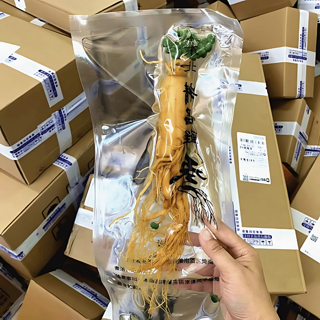 

Akar Ginseng Asli / Ginseng Herbal / Ginseng Segar / Panax Ginseng