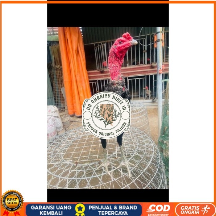 

Ganoi (telur fertill) original berkualitas UD GHANIYY BIBIT ID