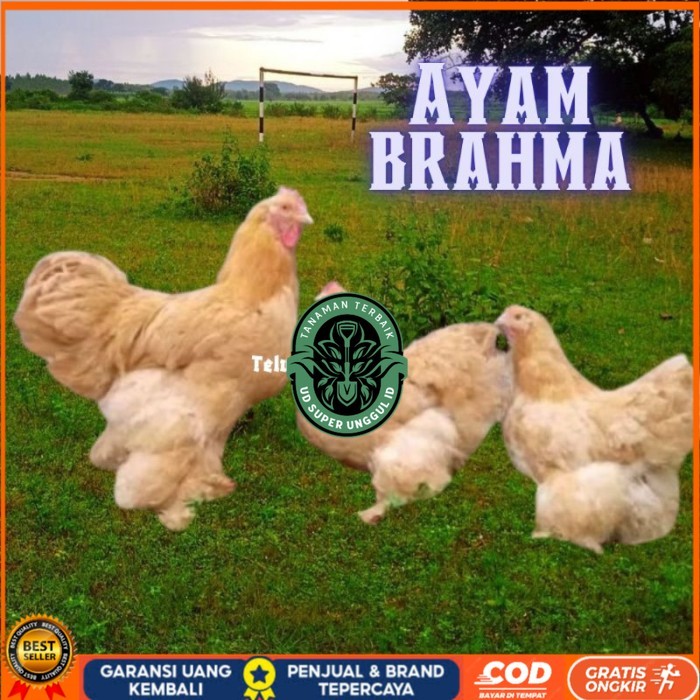 telur ayam brahma asli bisa untuk di tetaskan original berkualitas UD_SUPER_UNGGUL_ID