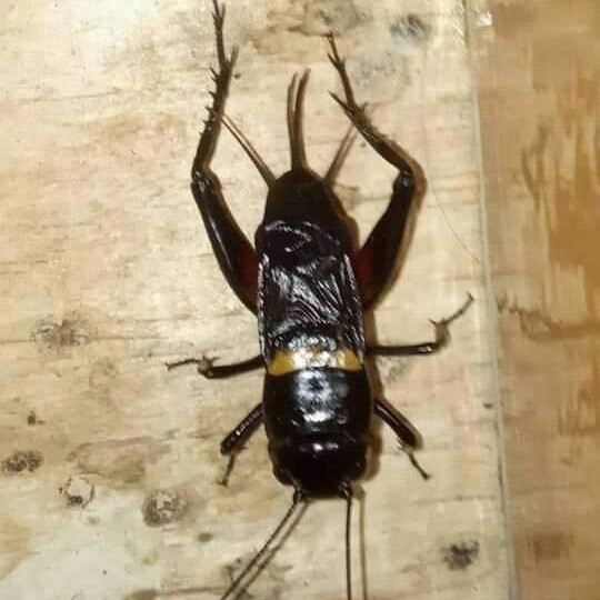 mazata garut garut Jangkrik Genggong | Jangkrik Kalung Aduan | Jangkrik Jeliteng ngerik nyerenteng ,