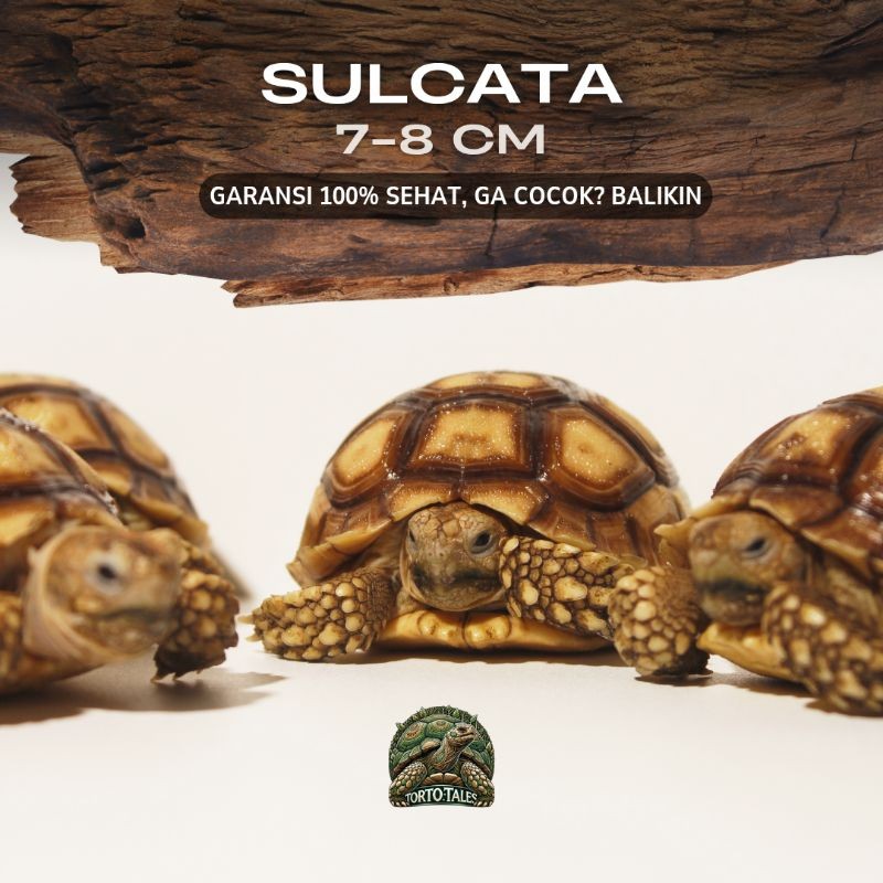 Pelet Sulcata Baby 5-6 7-8 Cm Sehat Rakus Nominus Garansi