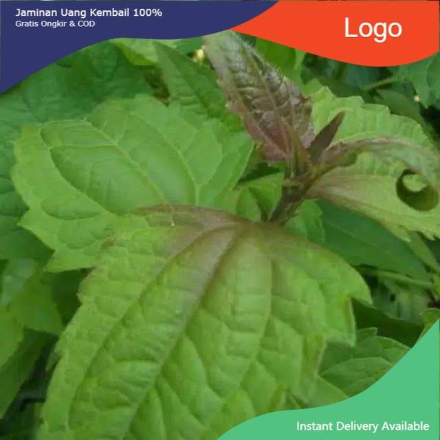 

Promo 200gr DAUN BALAKACIDA segar DAUN HERBAL DAUN KOPSANDA kanker serviks termurah
