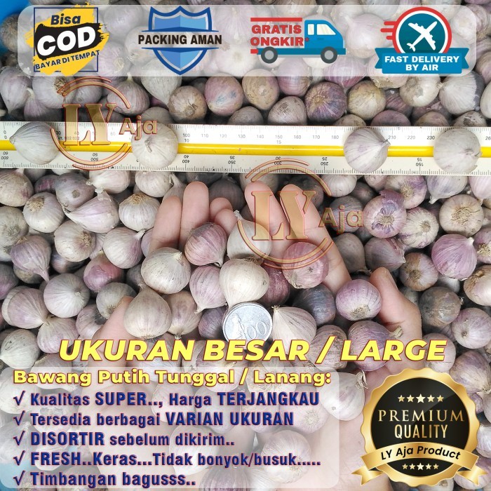 

Promo Bawang Putih Tunggal Lanang 250 Gram Kualitas Super LY Aja - L terlaris