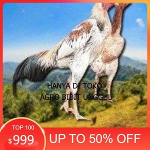 

telur tetas ayam shamo super big agro.bibit.unggul