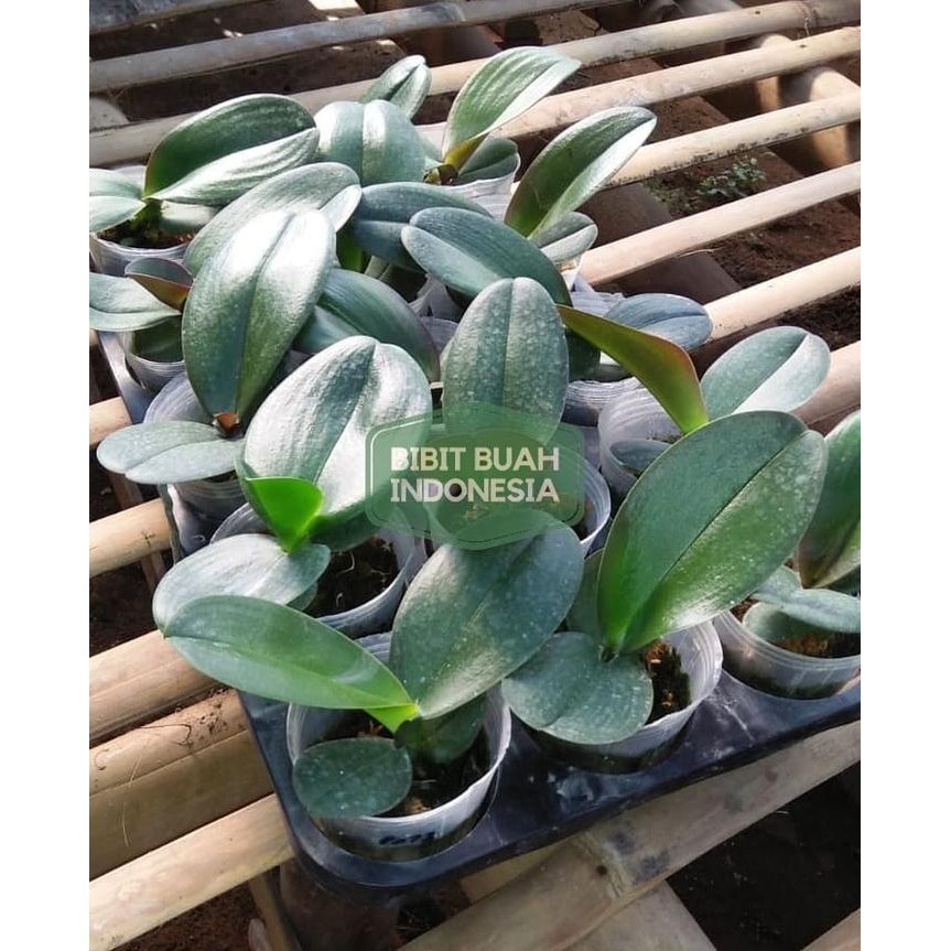 

paket 5 anggrek bulan remaja ginuk ginuk