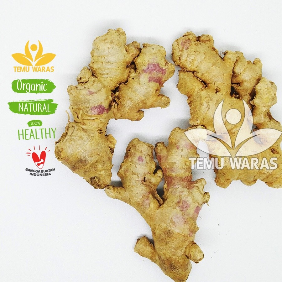 

TERLARIS Jahe Emprit Segar 1kg - Asli Gunung Grade A