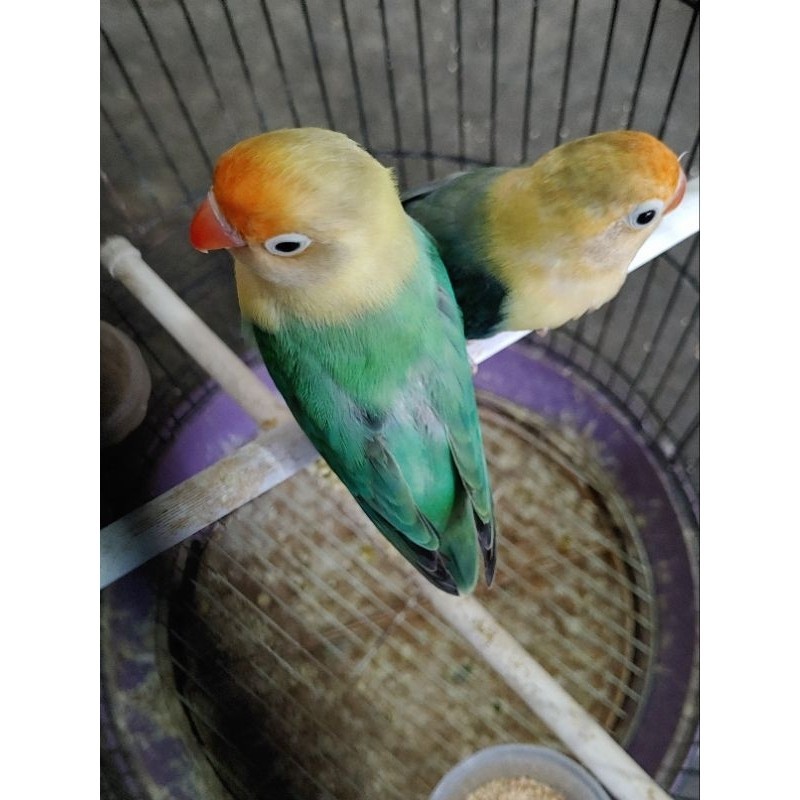BURUNG LOVEBIRD PB SEPASANG