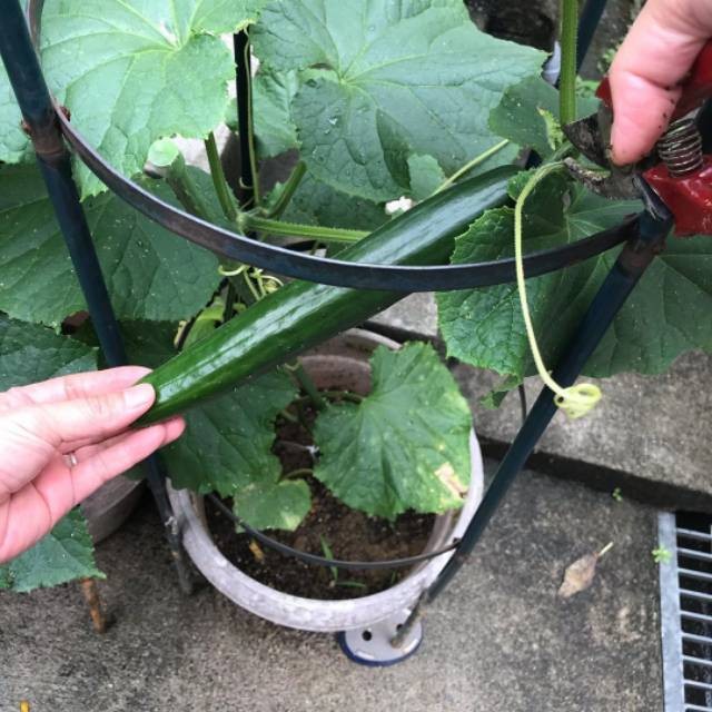 10 Biji - Benih Timun Jepang ROBERTO 92 F1