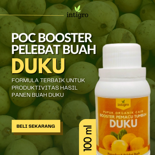 Booster Duku / Pupuk Duku Berbuah Lebat Pupuk Booster Duku Pupuk Perangsang Buah Melebatkan Menyubur