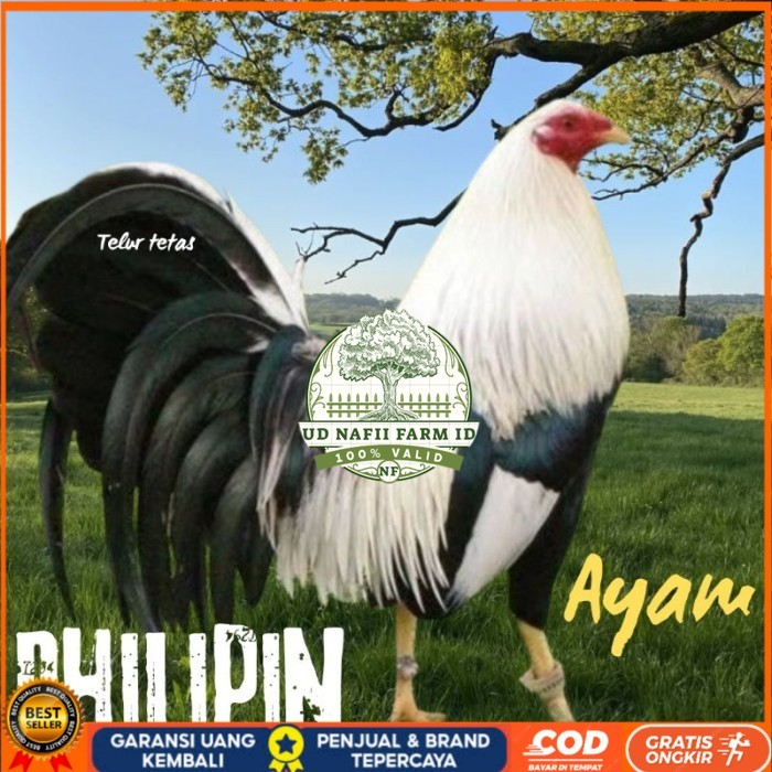 

telur ayam philipin asli AK47 bisa untuk di tetaskan super UD NAFII FARM ID