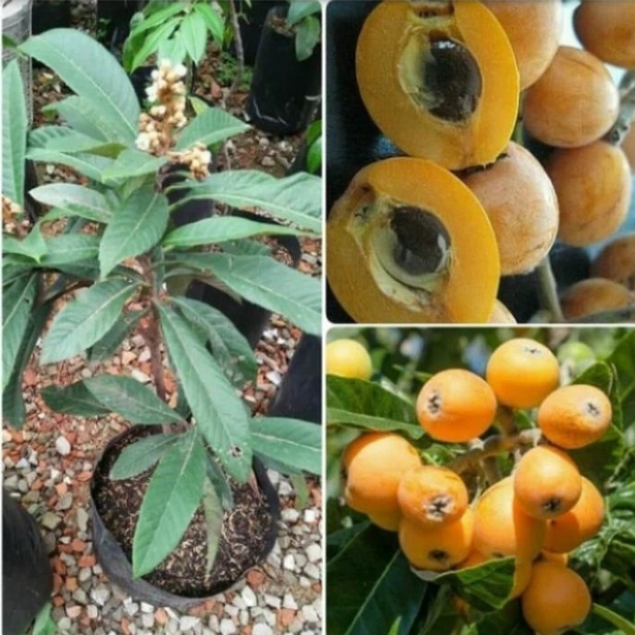 Bibit Tanaman Buah Leci Kuning / Leci Biwa