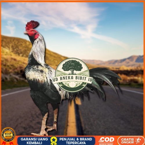 

ayam pama IQ telur fertill UD ANEKA BIBIT ID