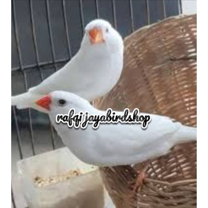 ZEBRA FINCH PUTIH SEPASANG