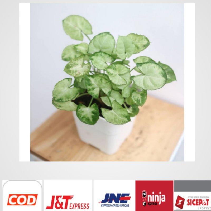 keladi mini keladi liliput