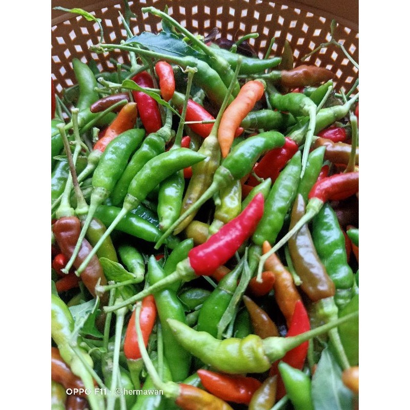 

Cabe Rawit/cabe gunung 200 gram