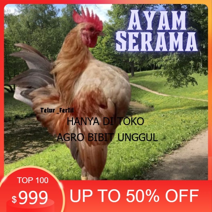 

telur ayam Kate Serama asli pendek original berkualitas agro.bibit.unggul
