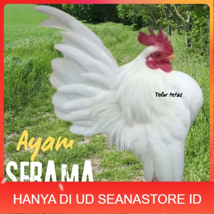 

telur ayam Serama kontes asli bisa untuk di tetaskan original berkualitas UD SEANASTORE ID