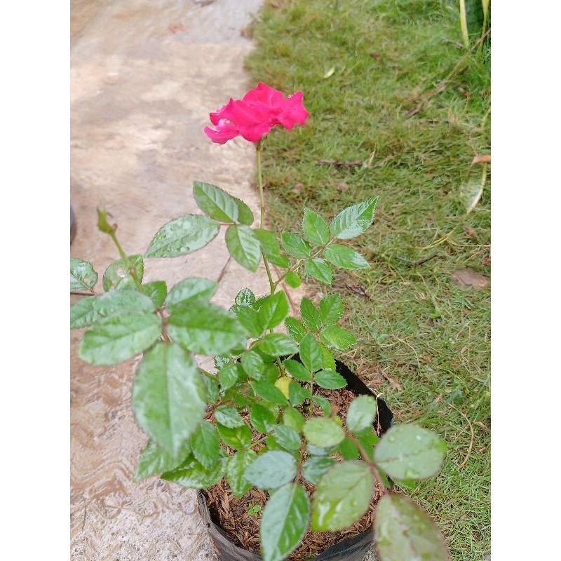 Bunga Mawar Medan Harum Bibit Tanaman Hias Beli Sekarang Gratis Polybag