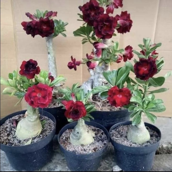 Tanaman hias adenium // kamboja jepang // bonggol besar