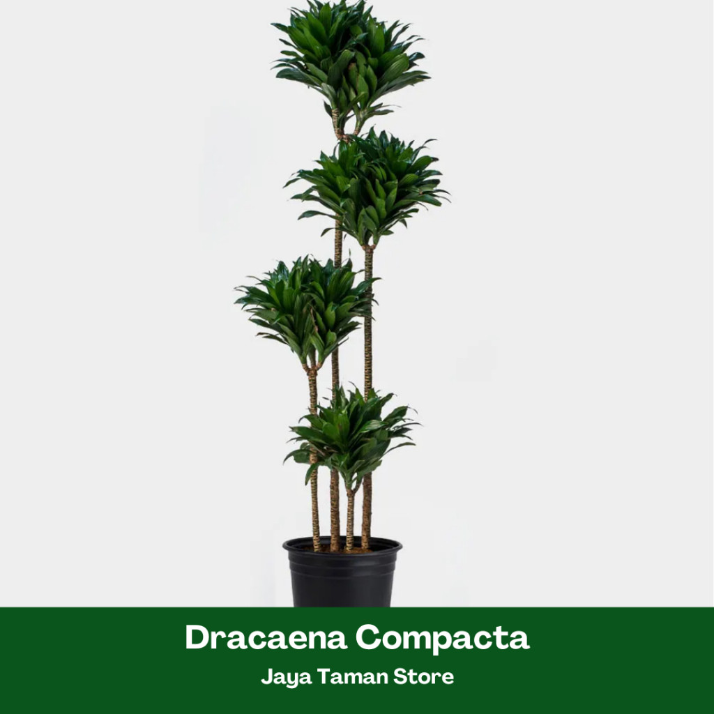 Promo COD PAKET 3 Tanaman Hias Dracaena Compacta / Janet Craig