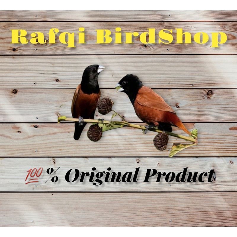 BLACKHEAD MUNIA FINCH SEPASANG