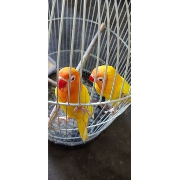 lovebird mata merah sepasang jantan betina( lutino )