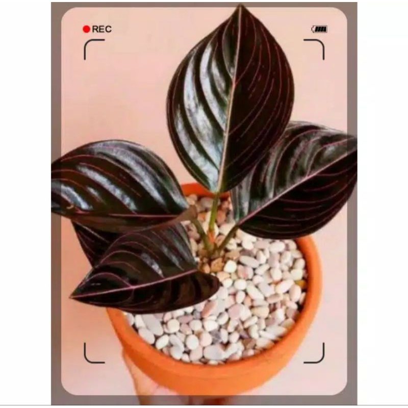 Aglonema rotundum Aceh - promo aglonema rotundum Aceh - aglonema murah - aglonema Rotundum dewasa