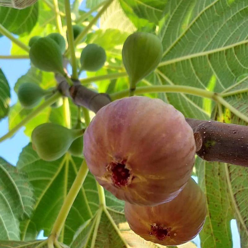 bibit TIN manis asli mudah berbuah