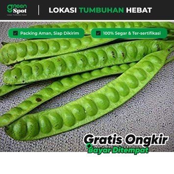 Bibit Petai Jumbo unggulan