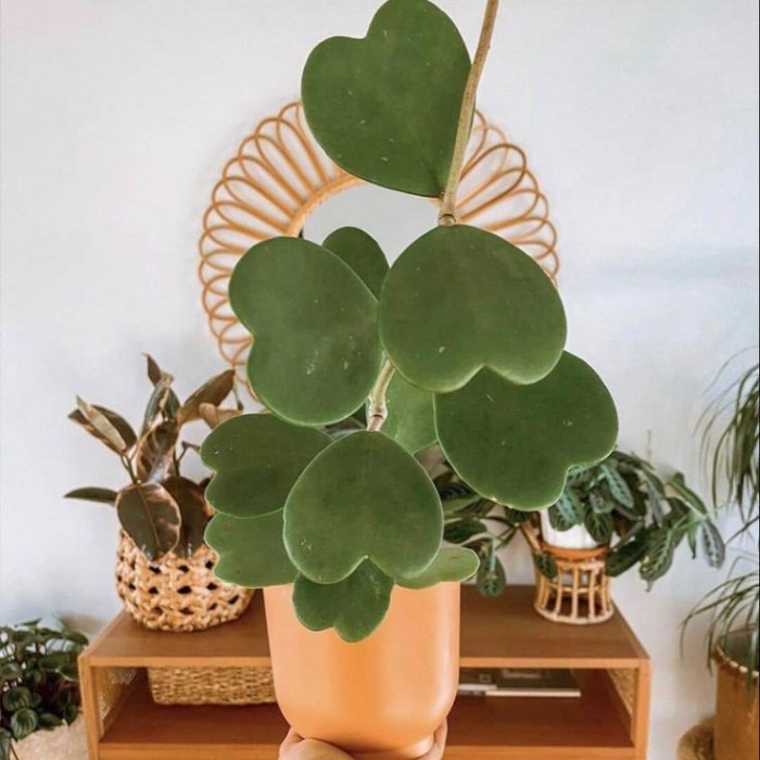 Tanaman Hias - Love Hoya Kerrii Sweetheart