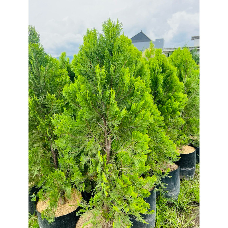 Cemara kipas 1 meter up - tanaman hias Cemara kipas 1 meter MURAH