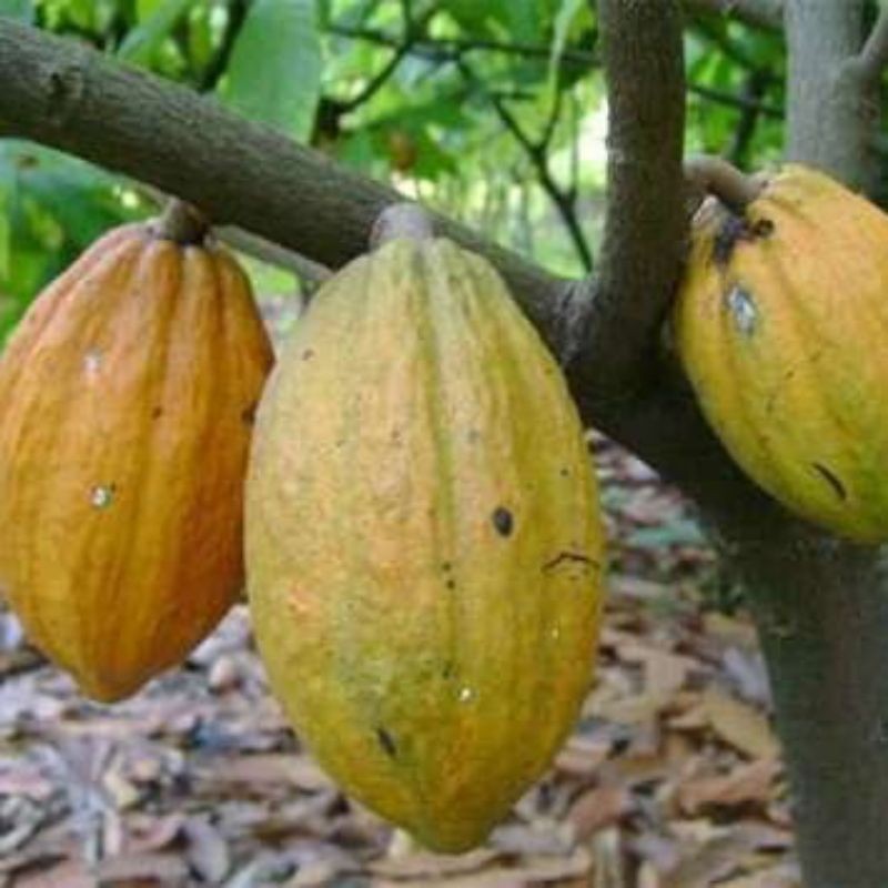 

BUAH COKLAT(BUAH KAKAO) MATANG DI PETIK LANGSUNG DARI POHON NYA