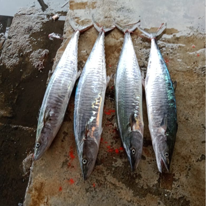 

Ikan Tenggiri Segar Seafood Hasil Laut Segar 1 Kg