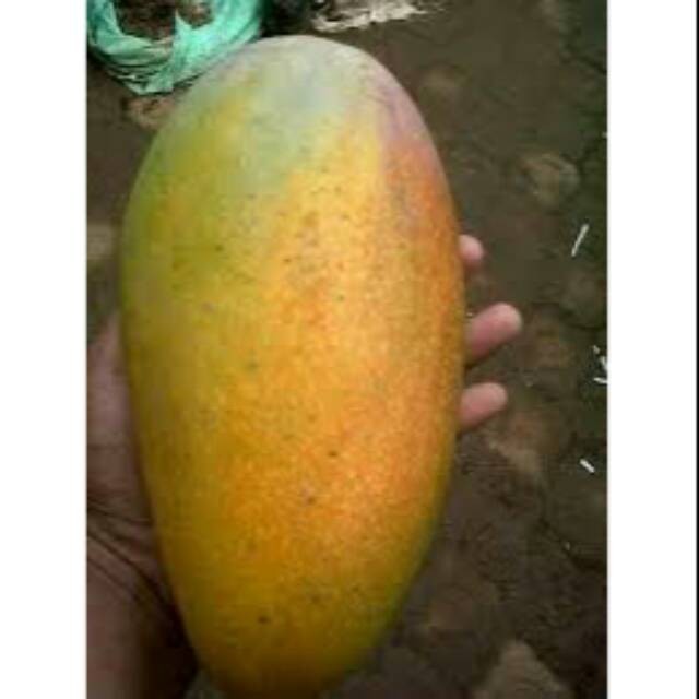 Paket 4 bibit mangga mahatir