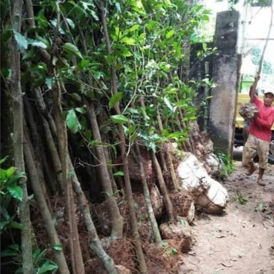Pohon tanjung - pohon pelindung tinggi 3 meter
