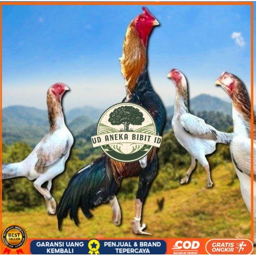 

telur ayam shamo ori super garansi UD ANEKA BIBIT ID