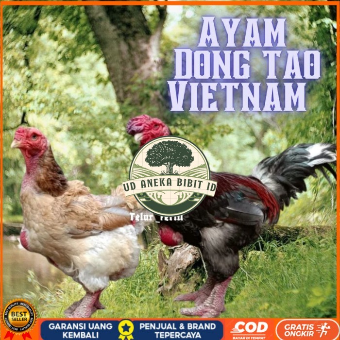 

telur ayam dong tao vietnam ori bisa untuk di tetaskan vertil original berkualitas UD ANEKA BIBIT ID