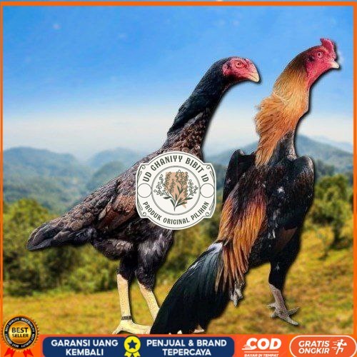 

telur tetas ayam shamo aduan jumbo UD GHANIYY BIBIT ID