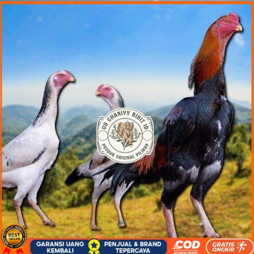 

telur fertil ayam shamo japan UD GHANIYY BIBIT ID