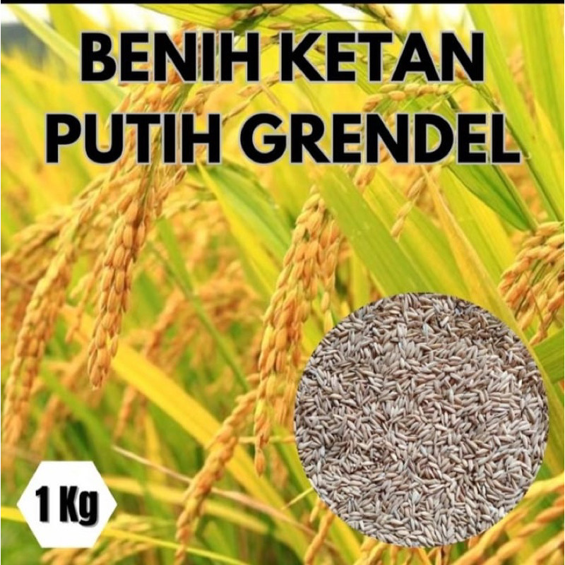READY 1KG BENIH PADI KETAN PUTIH GRENDEL PADI KETAN SUPER UNGGUL